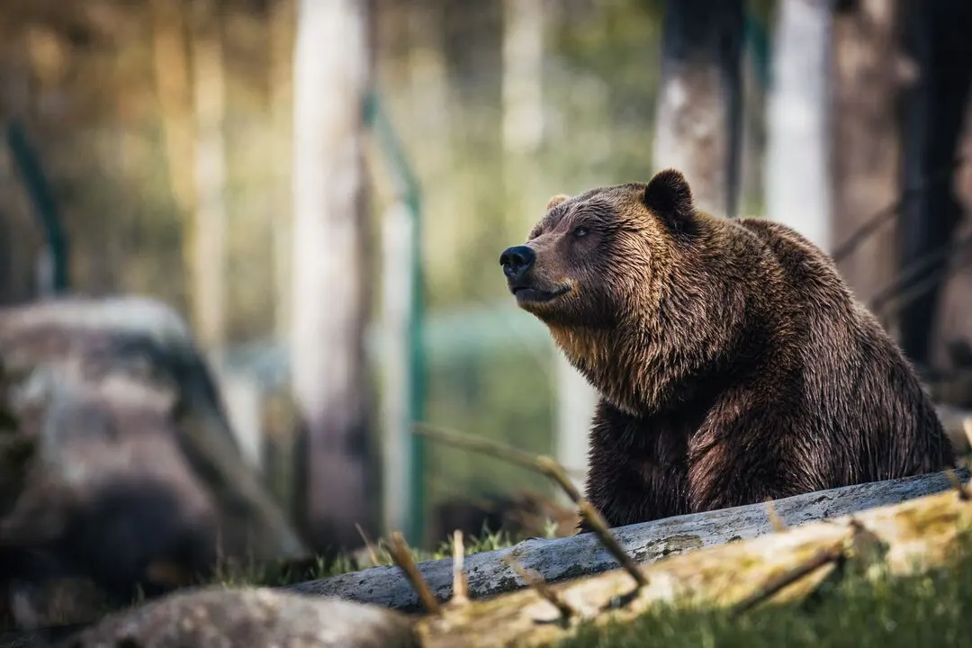 A brown bear seated in a forest clearing